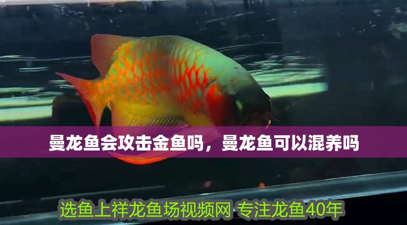 曼龍魚會攻擊金魚嗎，曼龍魚可以混養嗎