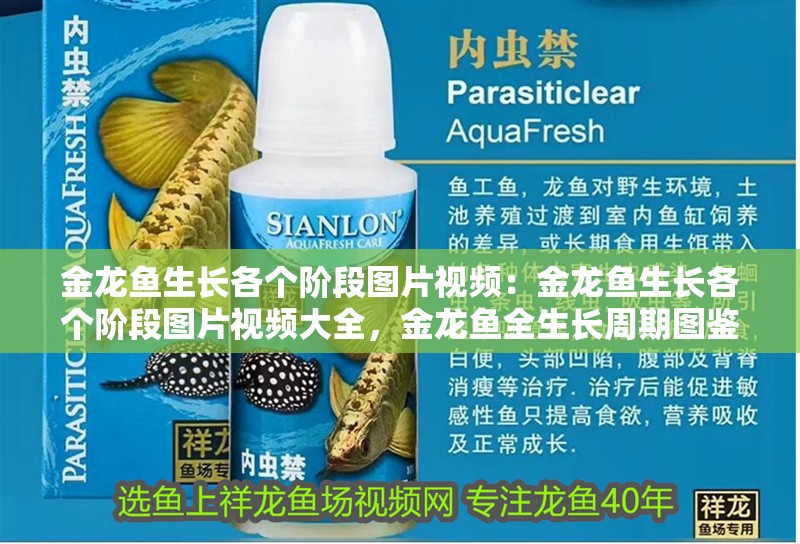 金龍魚生長各個階段圖片視頻：金龍魚生長各個階段圖片視頻大全，金龍魚全生長周期圖鑒，高清圖片與視頻完整