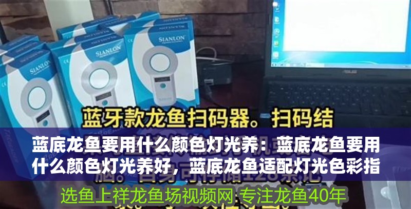 藍(lán)底龍魚要用什么顏色燈光養(yǎng)：藍(lán)底龍魚要用什么顏色燈光養(yǎng)好，藍(lán)底龍魚適配燈光色彩指南，打造最佳觀賞效果