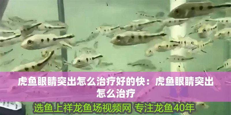 虎魚眼睛突出怎么治療好的快：虎魚眼睛突出怎么治療