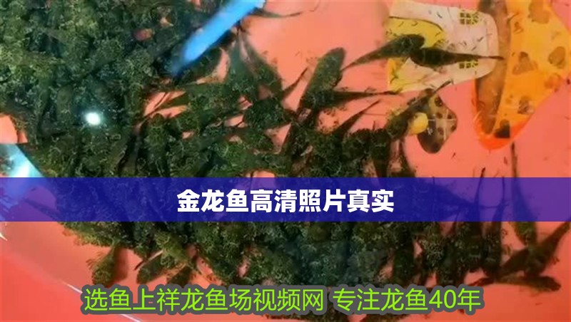 金龍魚高清照片真實