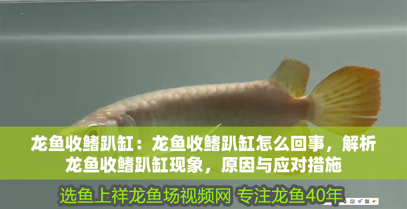 龍魚收鰭趴缸：龍魚收鰭趴缸怎么回事，解析龍魚收鰭趴缸現象，原因與應對措施