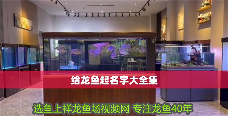 給龍魚起名字大全集