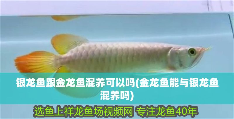 銀龍魚跟金龍魚混養(yǎng)可以嗎(金龍魚能與銀龍魚混養(yǎng)嗎)
