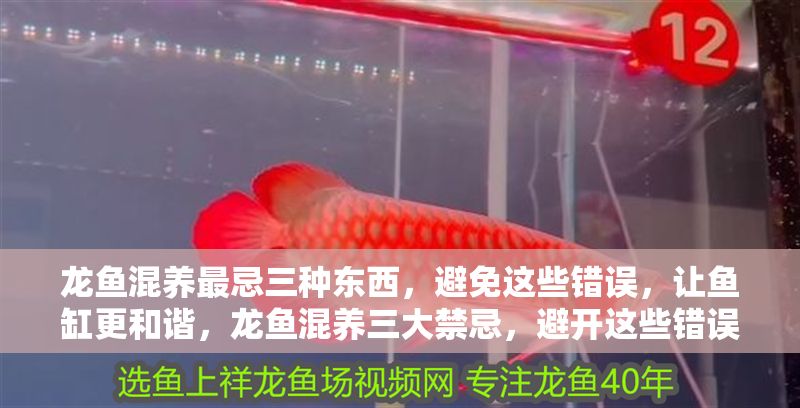 龍魚混養最忌三種東西，避免這些錯誤，讓魚缸更和諧，龍魚混養三大禁忌，避開這些錯誤，打造和諧魚缸