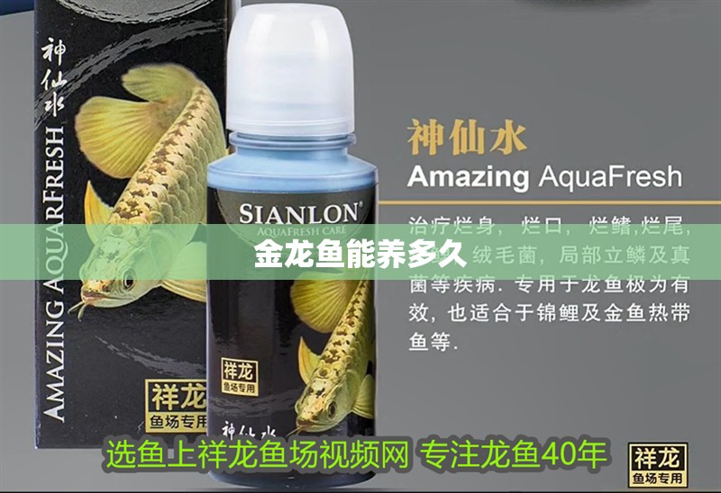 金龍魚能養多久