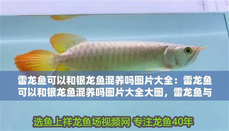雷龍魚可以和銀龍魚混養嗎圖片大全：雷龍魚可以和銀龍魚混養嗎圖片大全大圖，雷龍魚與銀龍魚混養可行性全圖鑒