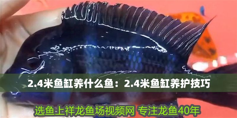 2.4米魚缸養什么魚：2.4米魚缸養護技巧