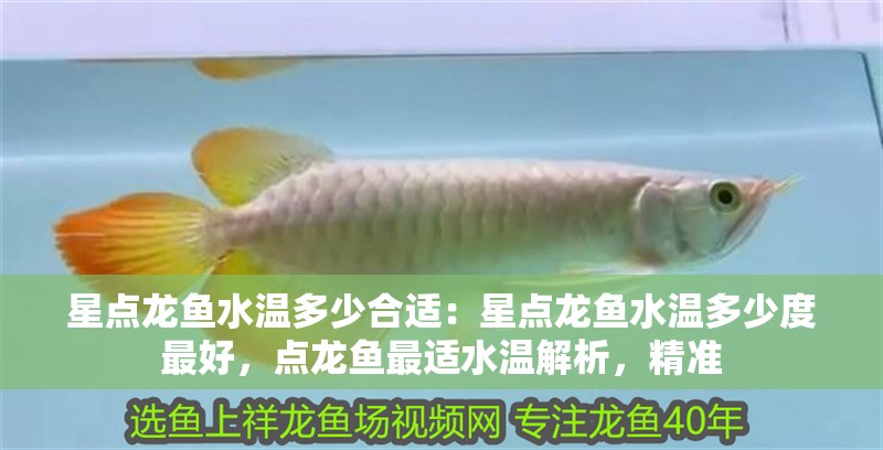 星點(diǎn)龍魚(yú)水溫多少合適：星點(diǎn)龍魚(yú)水溫多少度最好，點(diǎn)龍魚(yú)最適水溫解析，精準(zhǔn)