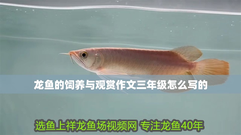 龍魚的飼養與觀賞作文三年級怎么寫的