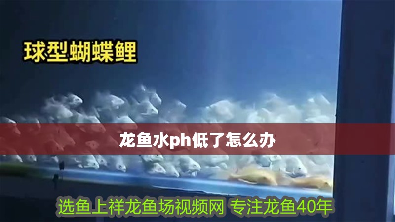 龍魚水ph低了怎么辦