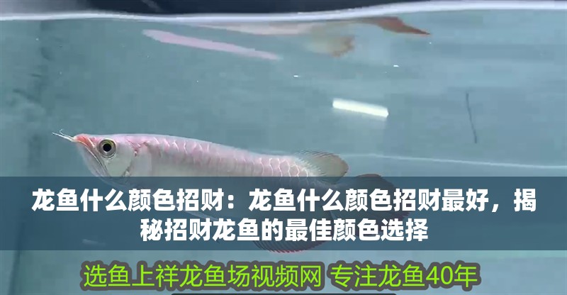 龍魚什么顏色招財：龍魚什么顏色招財最好，揭秘招財龍魚的最佳顏色選擇
