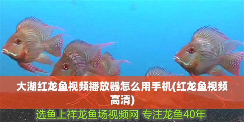 大湖紅龍魚視頻播放器怎么用手機(紅龍魚視頻高清)
