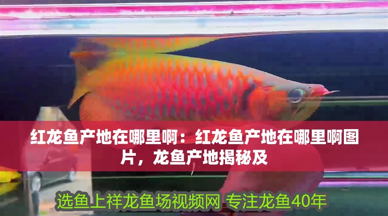 紅龍魚產地在哪里?。杭t龍魚產地在哪里啊圖片，龍魚產地揭秘及