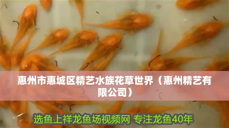 惠州市惠城區(qū)精藝水族花草世界（惠州精藝有限公司） 惠州市惠城區(qū)精藝水族花草世界（惠州精藝有限公司） 全國(guó)水族館企業(yè)名錄 第2張