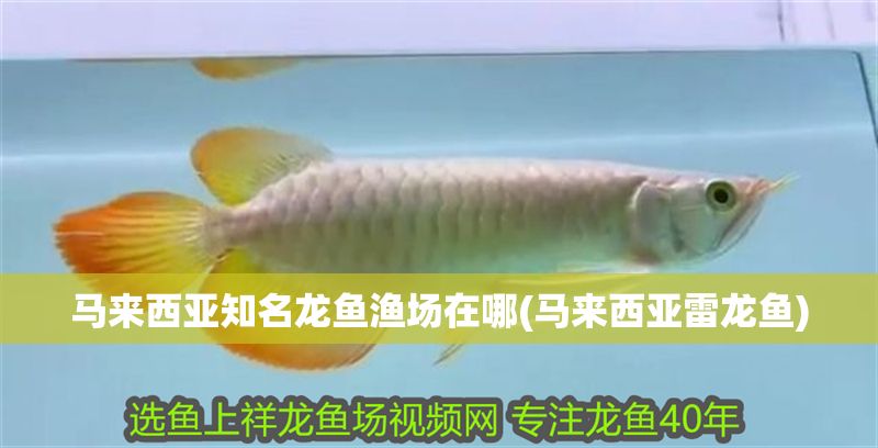 馬來西亞知名龍魚漁場(chǎng)在哪(馬來西亞雷龍魚)