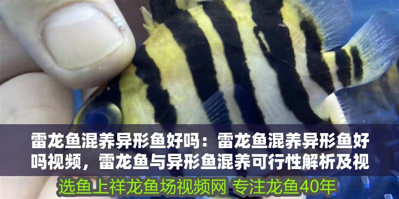 雷龍魚混養異形魚好嗎：雷龍魚混養異形魚好嗎視頻，雷龍魚與異形魚混養可行性解析及視頻指南