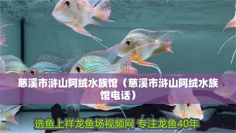 慈溪市滸山阿絨水族館(慈溪市滸山阿絨水族館電話) 全國水族館企業名錄 第2張 慈溪市滸山阿絨水族館(慈溪市滸山阿絨水族館電話) 慈溪市滸山阿絨水族館(慈溪市滸山阿絨水族館電話) 全國水族館企業名錄 第2張