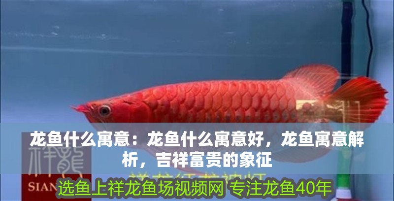 龍魚什么寓意：龍魚什么寓意好，龍魚寓意解析，吉祥富貴的象征