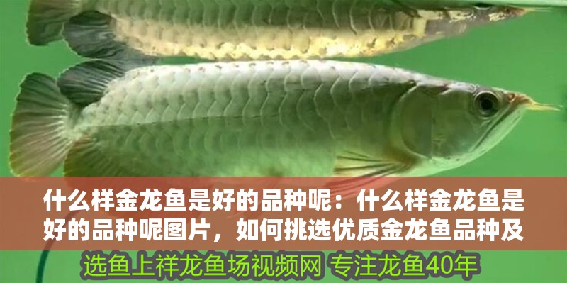 什么樣金龍魚是好的品種呢：什么樣金龍魚是好的品種呢圖片，如何挑選優(yōu)質金龍魚品種及鑒賞