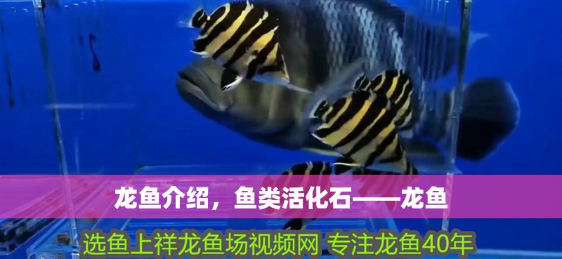 龍魚(yú)介紹，魚(yú)類(lèi)活化石——龍魚(yú)