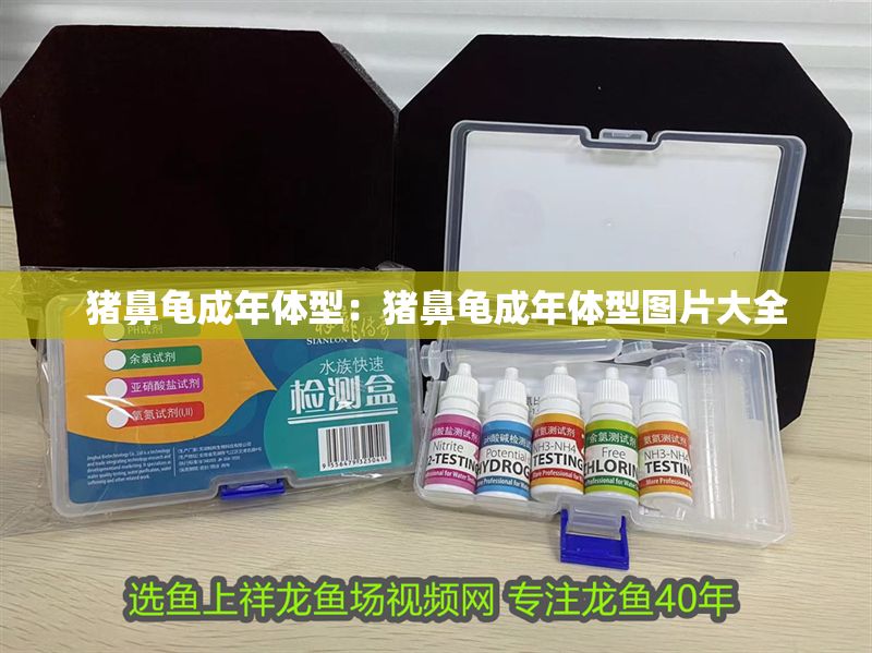 豬鼻龜成年體型：豬鼻龜成年體型圖片大全 豬鼻龜成年體型：豬鼻龜成年體型圖片大全 豬鼻龜百科 第1張