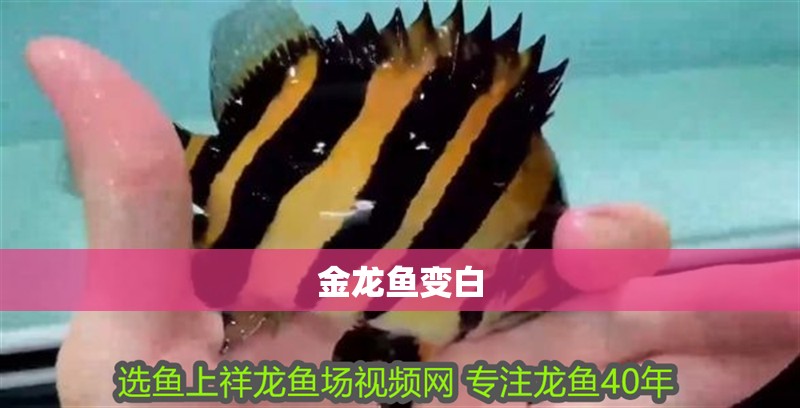 金龍魚變白 金龍魚變白 龍魚百科 第4張