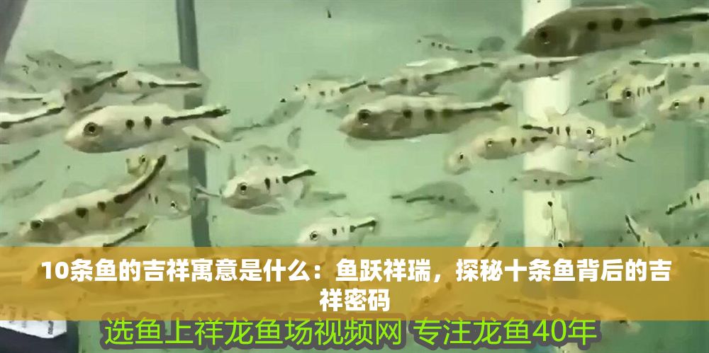 10條魚的吉祥寓意是什么：魚躍祥瑞，探秘十條魚背后的吉祥密碼