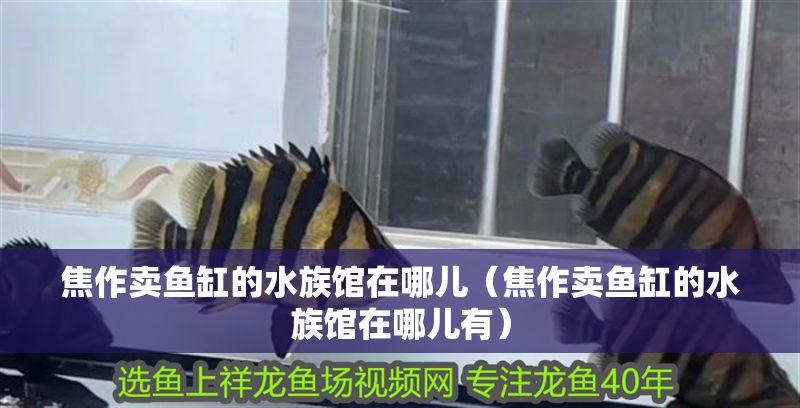 焦作賣魚缸的水族館在哪兒（焦作賣魚缸的水族館在哪兒有）