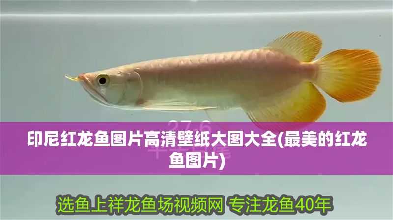 印尼紅龍魚圖片高清壁紙大圖大全(最美的紅龍魚圖片) 印尼紅龍魚圖片高清壁紙大圖大全(最美的紅龍魚圖片) 紅龍魚百科 第1張