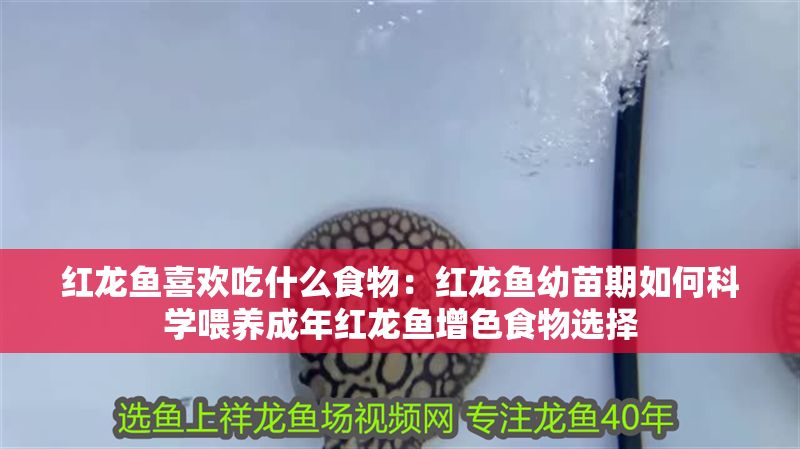 紅龍魚喜歡吃什么食物:紅龍魚幼苗期如何科學喂養成年紅龍魚增色食物選擇 紅龍魚百科 第1張 紅龍魚喜歡吃什么食物:紅龍魚幼苗期如何科學喂養成年紅龍魚增色食物選擇 紅龍魚喜歡吃什么食物:紅龍魚幼苗期如何科學喂養成年紅龍魚增色食物選擇 紅龍魚百科 第1張