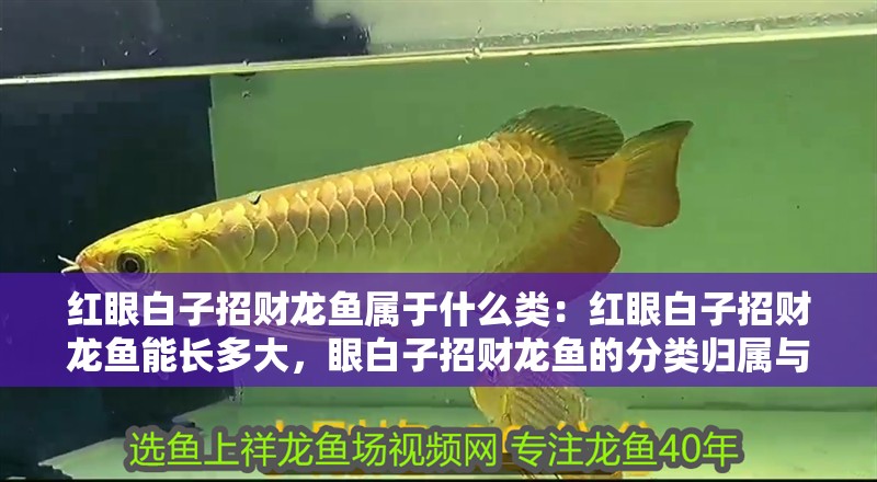 紅眼白子招財龍魚屬于什么類：紅眼白子招財龍魚能長多大，眼白子招財龍魚的分類歸屬與體長極限