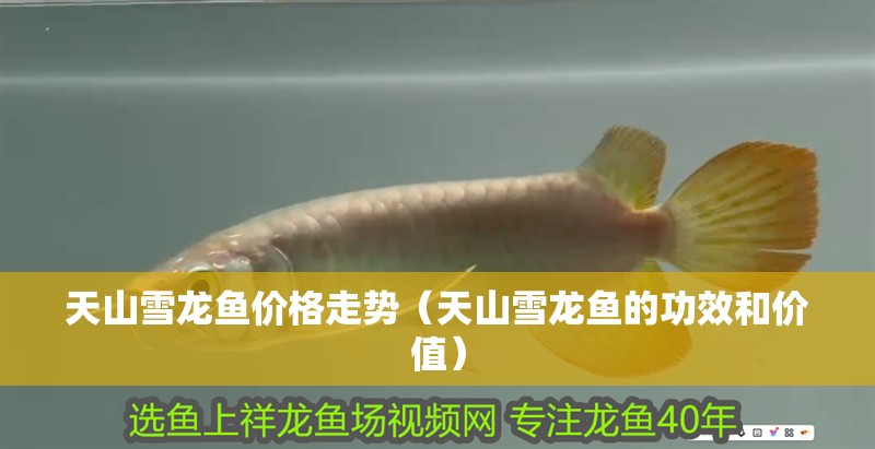 天山雪龍魚價格走勢（天山雪龍魚的功效和價值）
