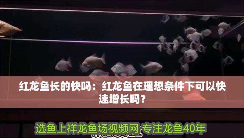 紅龍魚長的快嗎：紅龍魚在理想條件下可以快速增長嗎？