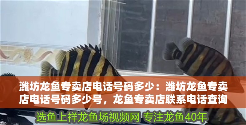 濰坊龍魚專賣店電話號碼多少：濰坊龍魚專賣店電話號碼多少號，龍魚專賣店聯系電話查詢