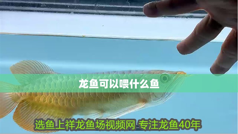 龍魚可以喂什么魚