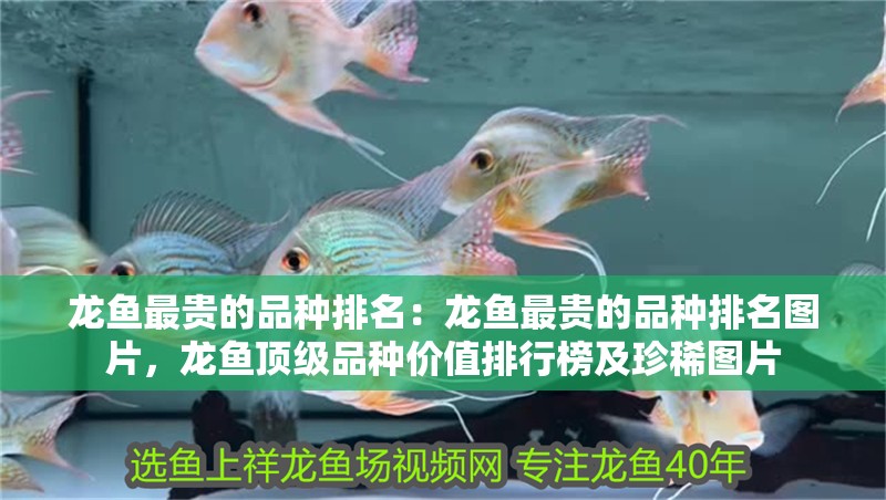 龍魚最貴的品種排名：龍魚最貴的品種排名圖片，龍魚頂級品種價值排行榜及珍稀圖片