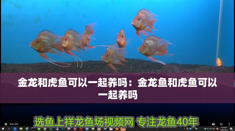 金龍和虎魚可以一起養(yǎng)嗎：金龍魚和虎魚可以一起養(yǎng)嗎 金龍和虎魚可以一起養(yǎng)嗎：金龍魚和虎魚可以一起養(yǎng)嗎 虎魚百科 第2張