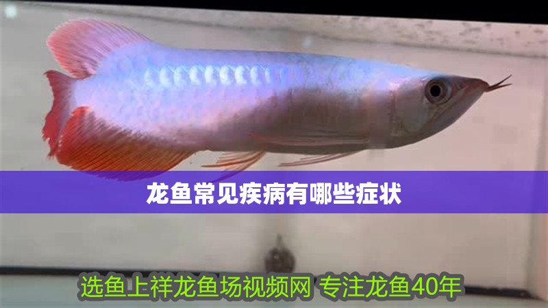 龍魚常見疾病有哪些癥狀 龍魚常見疾病有哪些癥狀 龍魚百科 第2張