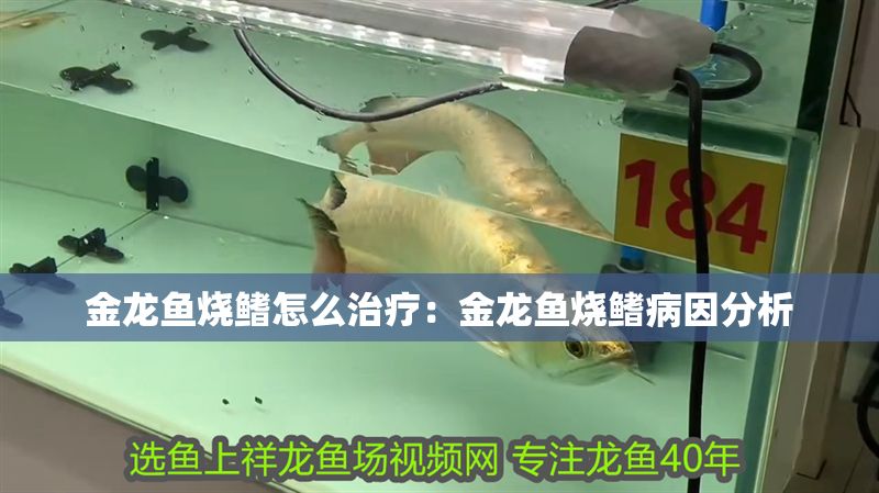 金龍魚燒鰭怎么治療：金龍魚燒鰭病因分析