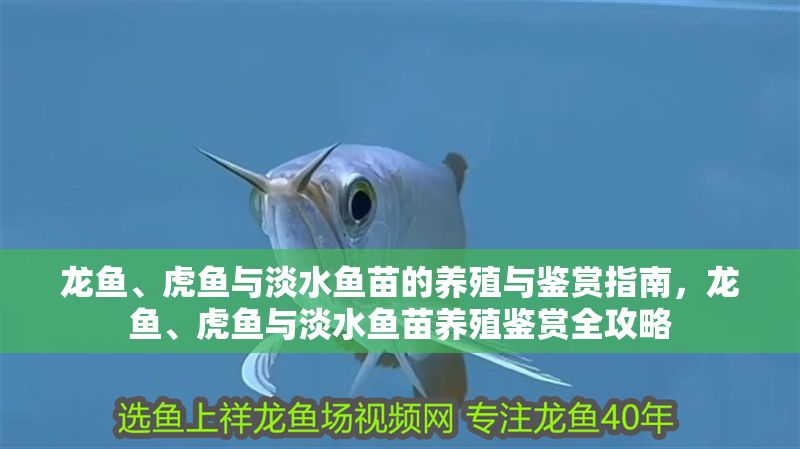 龍魚、虎魚與淡水魚苗的養殖與鑒賞指南，龍魚、虎魚與淡水魚苗養殖鑒賞全攻略