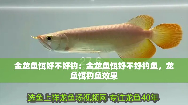 金龍魚餌好不好釣：金龍魚餌好不好釣魚，龍魚餌釣魚效果
