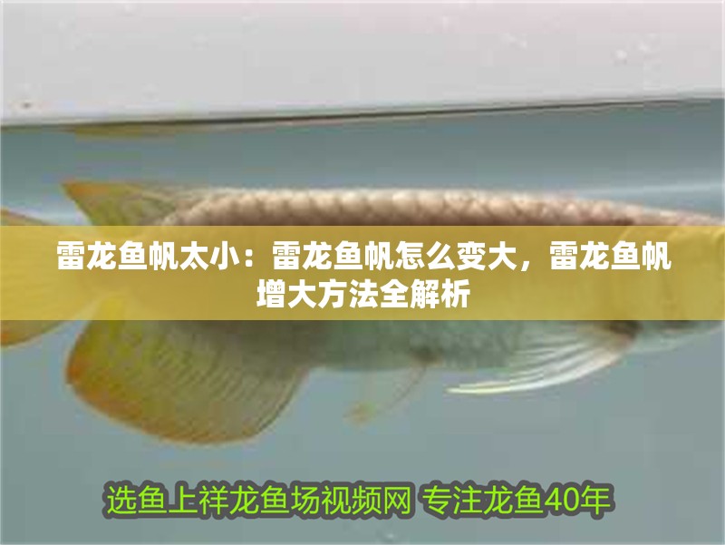雷龍魚帆太?。豪堲~帆怎么變大，雷龍魚帆增大方法全解析
