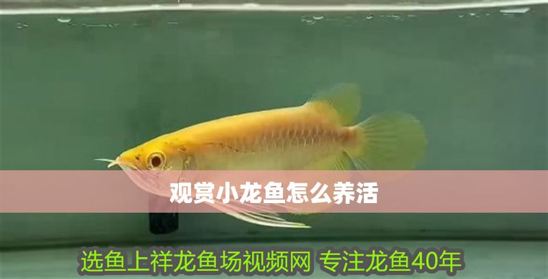觀賞小龍魚怎么養活