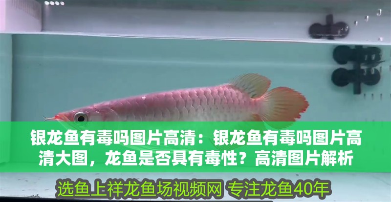 銀龍魚有毒嗎圖片高清：銀龍魚有毒嗎圖片高清大圖，龍魚是否具有毒性？高清圖片解析