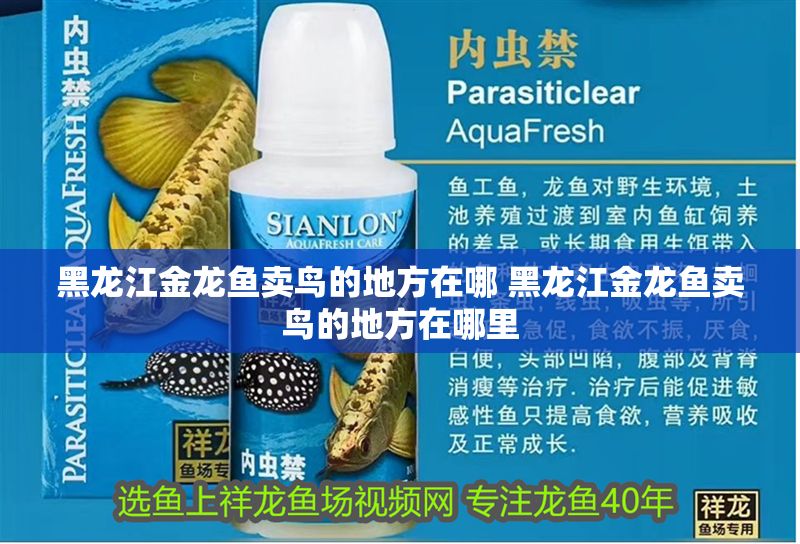 黑龍江金龍魚賣鳥的地方在哪 黑龍江金龍魚賣鳥的地方在哪里