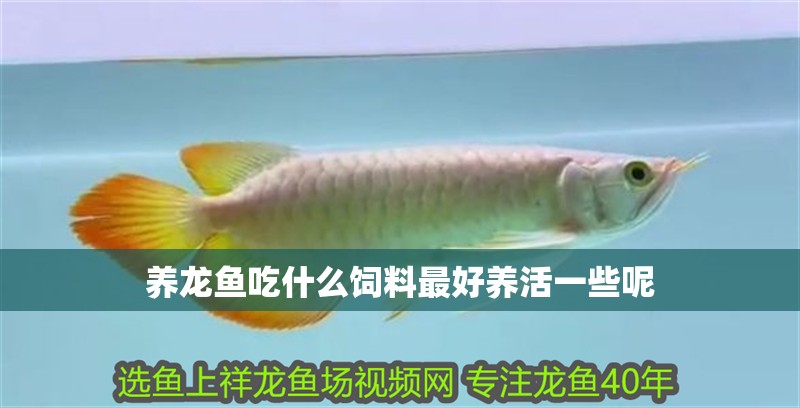 養(yǎng)龍魚吃什么飼料最好養(yǎng)活一些呢