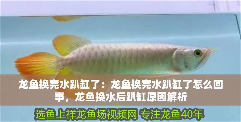 龍魚換完水趴缸了：龍魚換完水趴缸了怎么回事，龍魚換水后趴缸原因解析