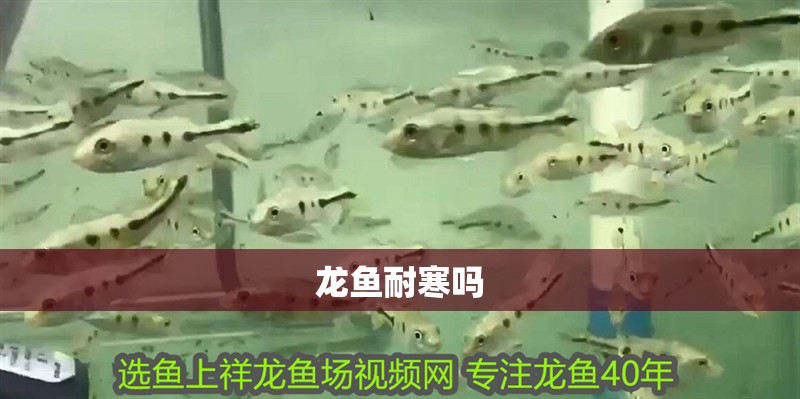 龍魚耐寒嗎