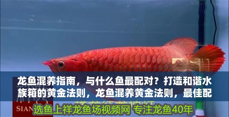 龍魚混養指南，與什么魚最配對？打造和諧水族箱的黃金法則，龍魚混養黃金法則，最佳配對魚種與和諧水族箱打造指南